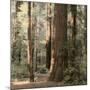 Redwoods 2-Laura Culver-Mounted Photographic Print