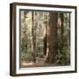 Redwoods 2-Laura Culver-Framed Photographic Print