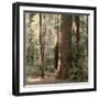 Redwoods 2-Laura Culver-Framed Photographic Print