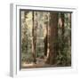 Redwoods 2-Laura Culver-Framed Photographic Print