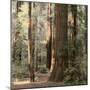 Redwoods 2-Laura Culver-Mounted Photographic Print