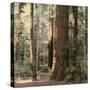 Redwoods 2-Laura Culver-Stretched Canvas