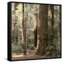 Redwoods 2-Laura Culver-Framed Stretched Canvas
