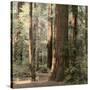 Redwoods 2-Laura Culver-Stretched Canvas