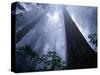 Redwoods and Fog-Darrell Gulin-Stretched Canvas