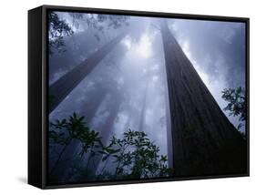 Redwoods and Fog-Darrell Gulin-Framed Stretched Canvas