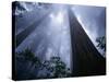 Redwoods and Fog-Darrell Gulin-Stretched Canvas