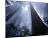 Redwoods and Fog-Darrell Gulin-Mounted Photographic Print