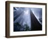 Redwoods and Fog-Darrell Gulin-Framed Photographic Print