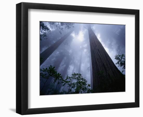 Redwoods and Fog-Darrell Gulin-Framed Photographic Print