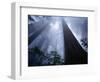 Redwoods and Fog-Darrell Gulin-Framed Photographic Print