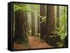 Redwoods and Tree Ferns, the Redwoods, Rotorua, Bay of Plenty, North Island, New Zealand, Pacific-Jochen Schlenker-Framed Stretched Canvas