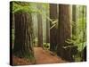 Redwoods and Tree Ferns, the Redwoods, Rotorua, Bay of Plenty, North Island, New Zealand, Pacific-Jochen Schlenker-Stretched Canvas