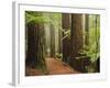Redwoods and Tree Ferns, the Redwoods, Rotorua, Bay of Plenty, North Island, New Zealand, Pacific-Jochen Schlenker-Framed Photographic Print