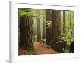 Redwoods and Tree Ferns, the Redwoods, Rotorua, Bay of Plenty, North Island, New Zealand, Pacific-Jochen Schlenker-Framed Photographic Print