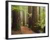 Redwoods and Tree Ferns, the Redwoods, Rotorua, Bay of Plenty, North Island, New Zealand, Pacific-Jochen Schlenker-Framed Photographic Print