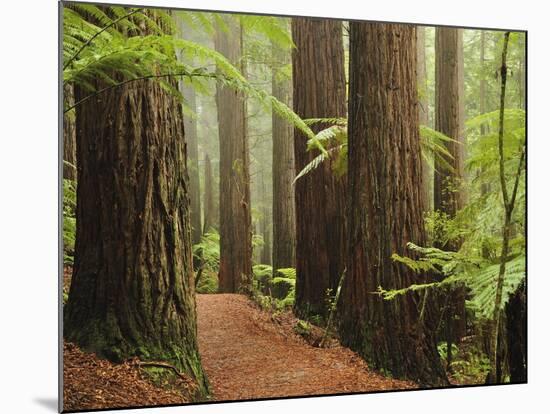 Redwoods and Tree Ferns, the Redwoods, Rotorua, Bay of Plenty, North Island, New Zealand, Pacific-Jochen Schlenker-Mounted Photographic Print