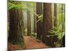 Redwoods and Tree Ferns, the Redwoods, Rotorua, Bay of Plenty, North Island, New Zealand, Pacific-Jochen Schlenker-Mounted Photographic Print