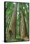 Redwoods Forest I-Alan Majchrowicz-Framed Stretched Canvas