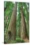 Redwoods Forest I-Alan Majchrowicz-Stretched Canvas