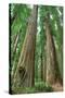 Redwoods Forest I-Alan Majchrowicz-Stretched Canvas