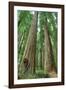 Redwoods Forest I-Alan Majchrowicz-Framed Photo