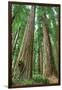 Redwoods Forest I-Alan Majchrowicz-Framed Photo