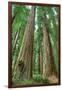 Redwoods Forest I-Alan Majchrowicz-Framed Photo