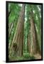 Redwoods Forest I-Alan Majchrowicz-Framed Photo