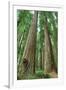 Redwoods Forest I-Alan Majchrowicz-Framed Photo