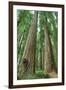 Redwoods Forest I-Alan Majchrowicz-Framed Photo