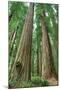 Redwoods Forest I-Alan Majchrowicz-Mounted Photo