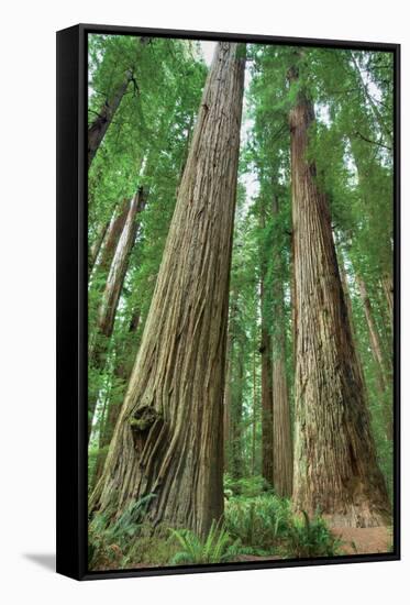 Redwoods Forest I-Alan Majchrowicz-Framed Stretched Canvas