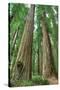 Redwoods Forest I-Alan Majchrowicz-Stretched Canvas