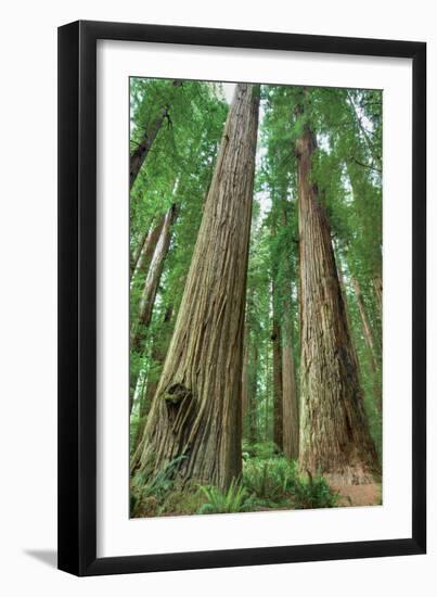 Redwoods Forest I-Alan Majchrowicz-Framed Photo