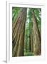 Redwoods Forest II-Alan Majchrowicz-Framed Photo