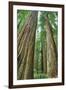 Redwoods Forest II-Alan Majchrowicz-Framed Photo