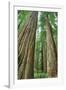 Redwoods Forest II-Alan Majchrowicz-Framed Photo