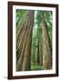 Redwoods Forest II-Alan Majchrowicz-Framed Photo