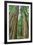 Redwoods Forest II-Alan Majchrowicz-Framed Photo