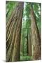 Redwoods Forest II-Alan Majchrowicz-Mounted Photo