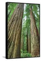 Redwoods Forest II-Alan Majchrowicz-Framed Stretched Canvas