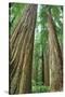 Redwoods Forest II-Alan Majchrowicz-Stretched Canvas