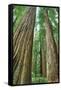 Redwoods Forest II-Alan Majchrowicz-Framed Stretched Canvas