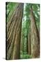 Redwoods Forest II-Alan Majchrowicz-Stretched Canvas