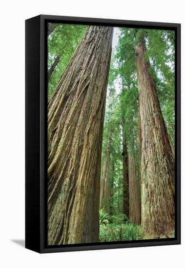 Redwoods Forest II-Alan Majchrowicz-Framed Stretched Canvas