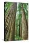 Redwoods Forest II-Alan Majchrowicz-Stretched Canvas