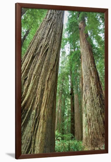 Redwoods Forest II-Alan Majchrowicz-Framed Photo