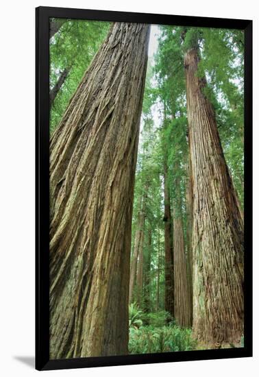 Redwoods Forest II-Alan Majchrowicz-Framed Photo