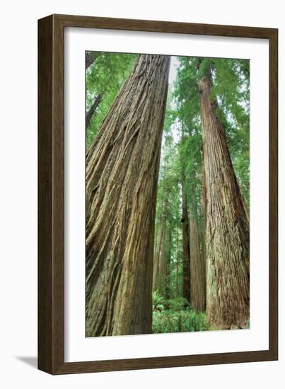 Redwoods Forest II-Alan Majchrowicz-Framed Photo